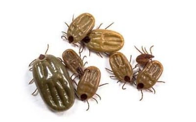 Ticks