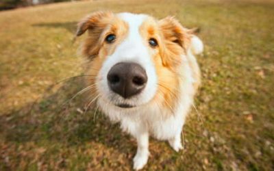 Is a Wet Nose a Sign of a Healthy Pet?