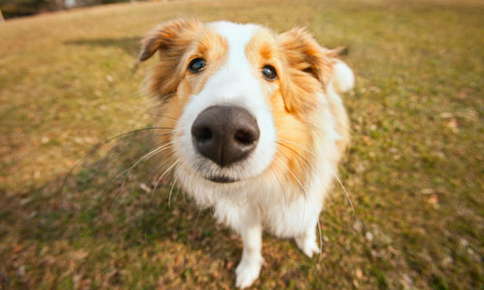 Is a Wet Nose a Sign of a Healthy Pet?