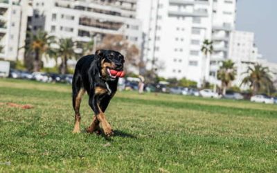 Pet-Friendly Exercises Offer Benefits for Both You and Your Pet