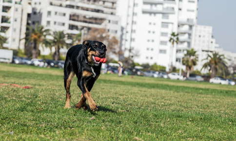 Pet-Friendly Exercises Offer Benefits for Both You and Your Pet