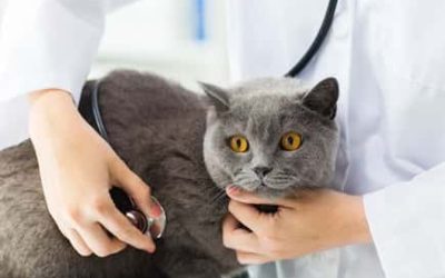 Managing Feline Asthma