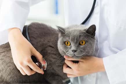 Managing Feline Asthma