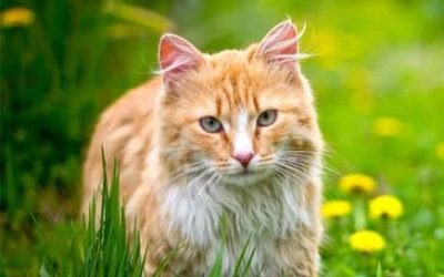 Is a Feral Cat Right for You?