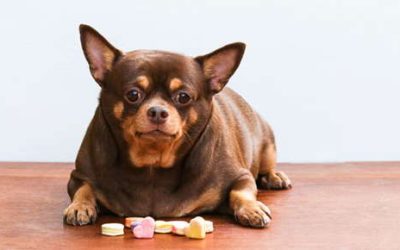 Obesity and Diabetes in Pets