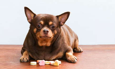 Obesity and Diabetes in Pets