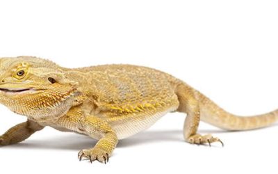 Bearded Dragons