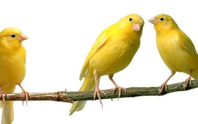 Canaries