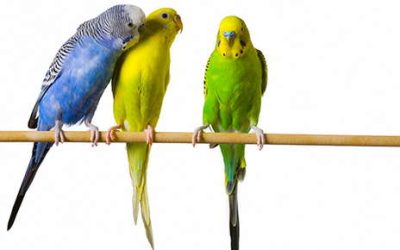 Budgies