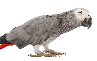 African Grey Parrots