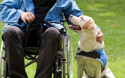 Assistance Dogs Offer Many Benefits