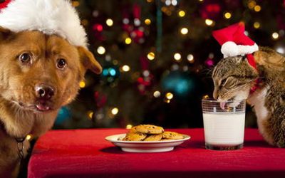 Holiday Hazards for Pets