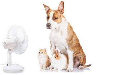 Keeping Pets Cool This Summer