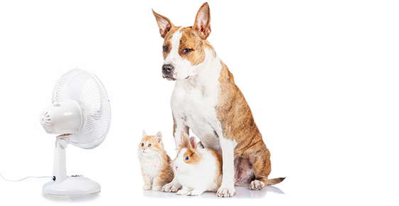 Keeping Pets Cool This Summer