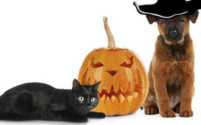 Prepare Your Pets for Halloween