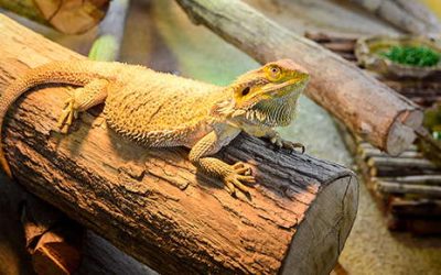 Captive Reptiles May Have Nutritional Deficiency