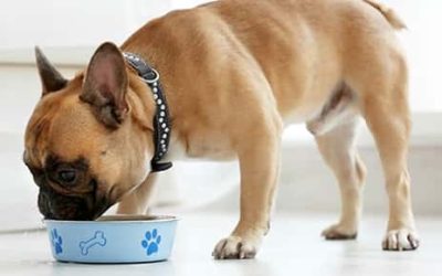 Fitting Fiber into Fido’s Food Bowl