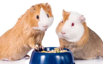 Why Your Guinea Pig Needs Vitamin C But Your Dog Doesn’t