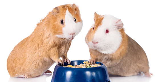 Why Your Guinea Pig Needs Vitamin C But Your Dog Doesn’t