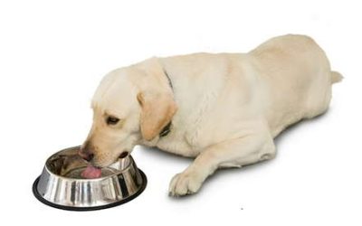 Pet Weight Critical to Wellness of Cats and Dogs