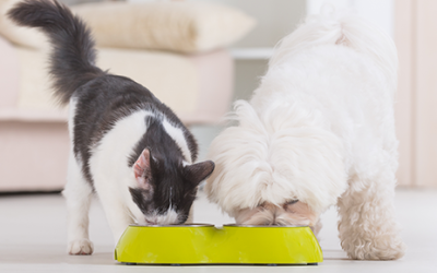 Pet Food Safety Measures to Avoid Health Complications