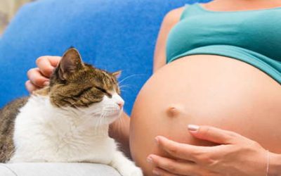 Can Pets Sense Pregnancy?