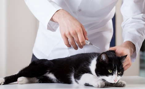 Understanding Renal Failure in Cats