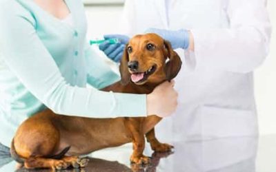 Do I Have to Vaccinate My Pet?