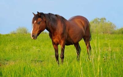 Lameness in Horses