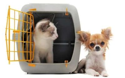 How to Prevent Motion Sickness in Pets