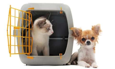 How to Prevent Motion Sickness in Pets