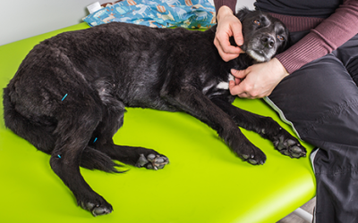 Acupuncture as Pain Management for Pets