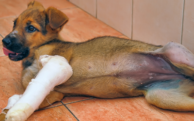 Canine Juvenile Orthopedic Diseases