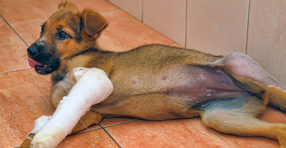 Canine Juvenile Orthopedic Diseases