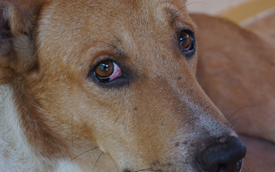 Evaluation and Diagnosis of a Red Eye in Dogs