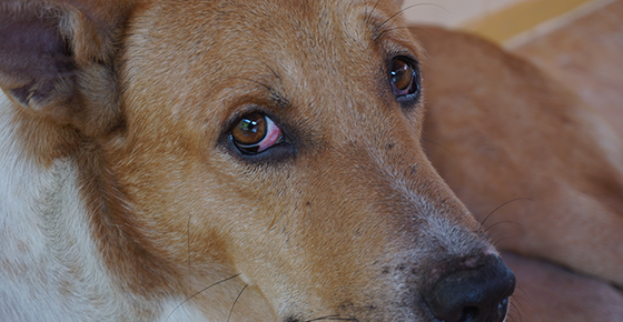 Evaluation and Diagnosis of a Red Eye in Dogs