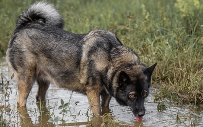 Leptospirosis