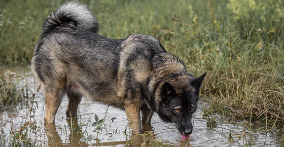 Leptospirosis