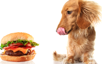 Managing Your Pet’s Diabetes