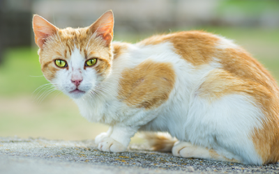 Pets Can Show Warning Signs Before Cancer Diagnosis