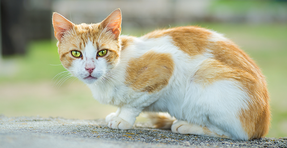 Pets Can Show Warning Signs Before Cancer Diagnosis