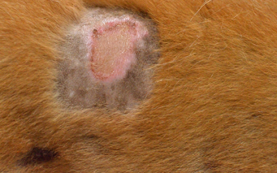 Staph Infections & Your Pet