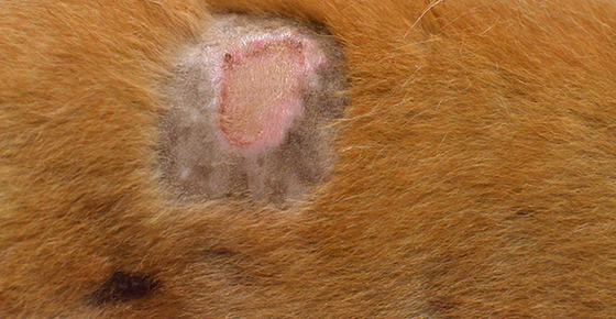 Staph Infections & Your Pet