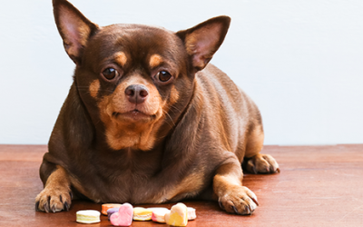 Types of Diabetes in Dogs