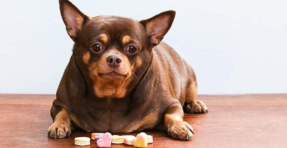 Types of Diabetes in Dogs