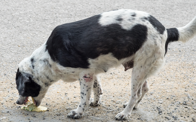 Vomiting Versus Regurgitation