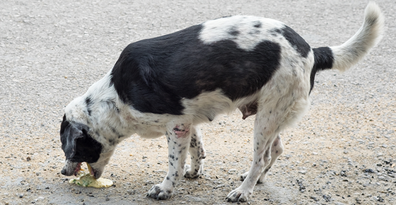 Vomiting Versus Regurgitation