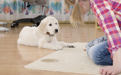 What to Do When Your Pet Goes on the Carpet