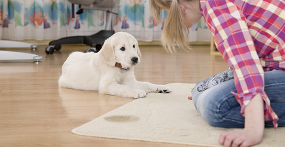 What to Do When Your Pet Goes on the Carpet