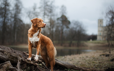 Do You Know the Facts About Canine Lyme Disease?